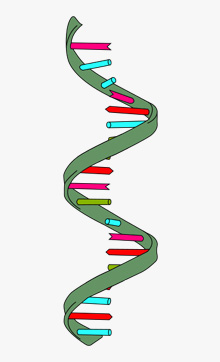 Hélice de ARN