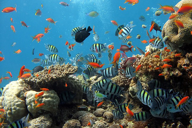 Arrecife de coral, ecosistema acuático
