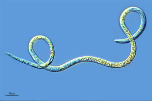 Imagen de un nematodo.