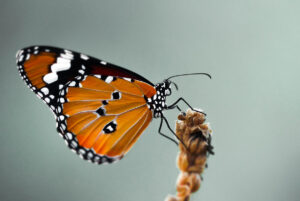 Imagen de una mariposa.