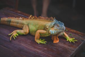 Fotografía de una iguana.